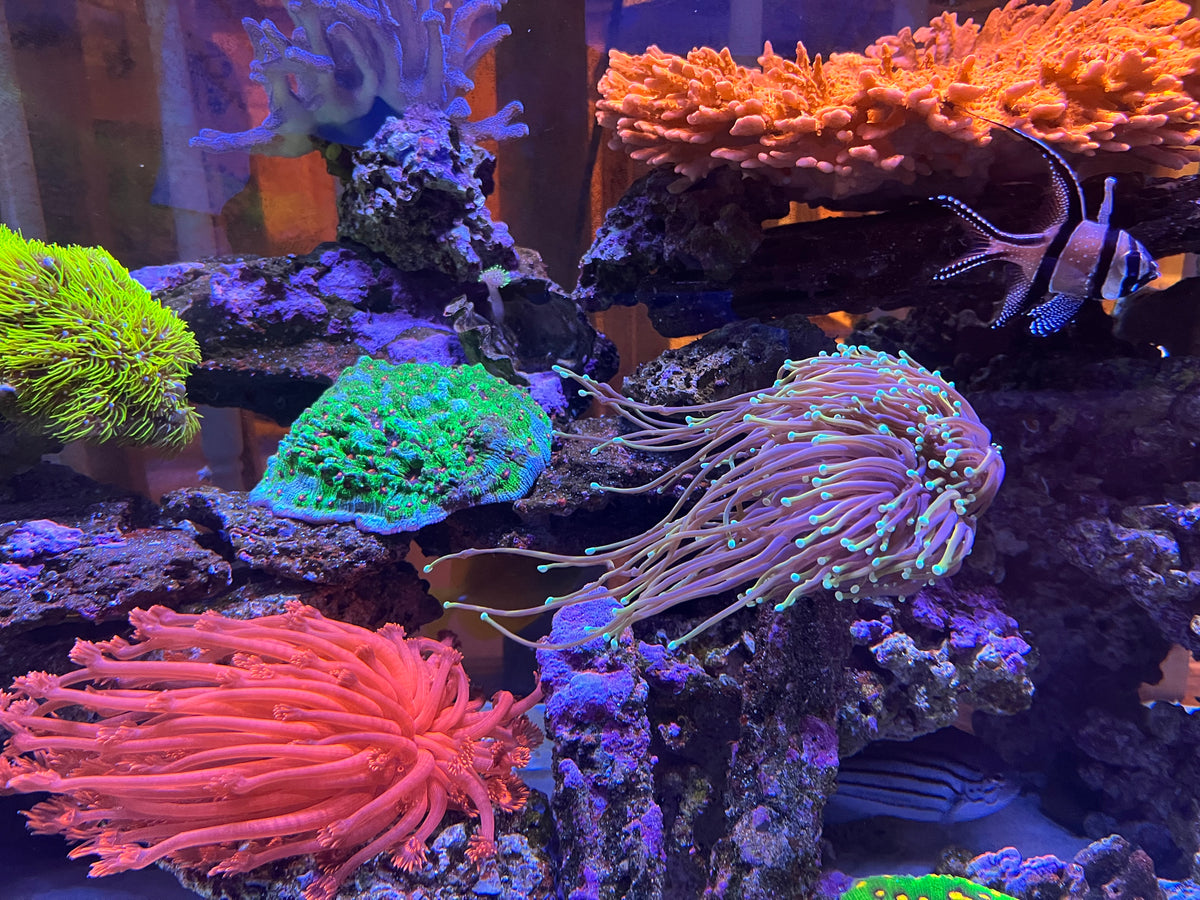 Colorful corals in a Fins Up Reef aquarium