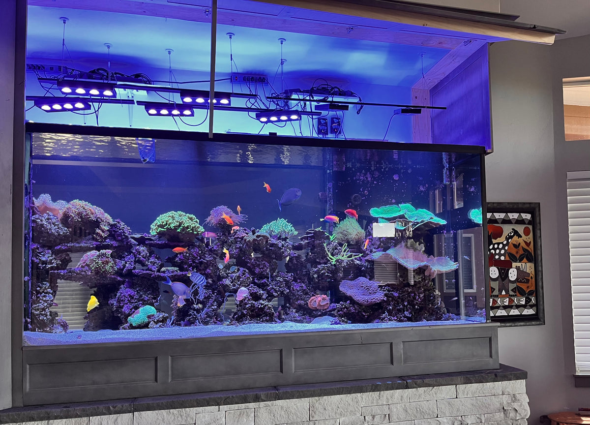 A full reef aquarium with corals and fish