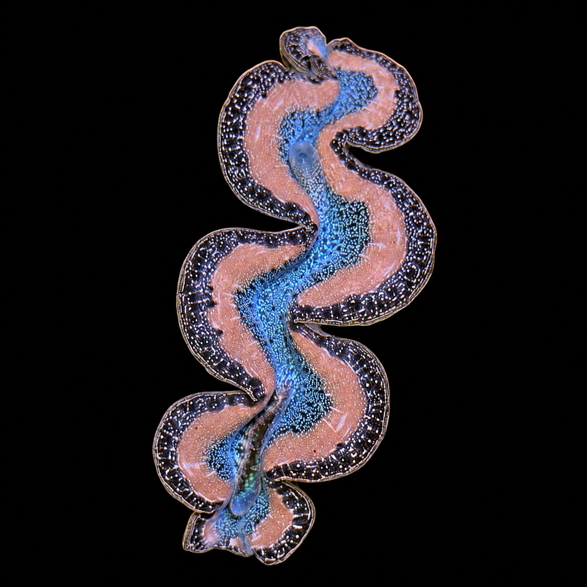 WYSIWYG Maxima Clam #07 — 2–3 inches on black background