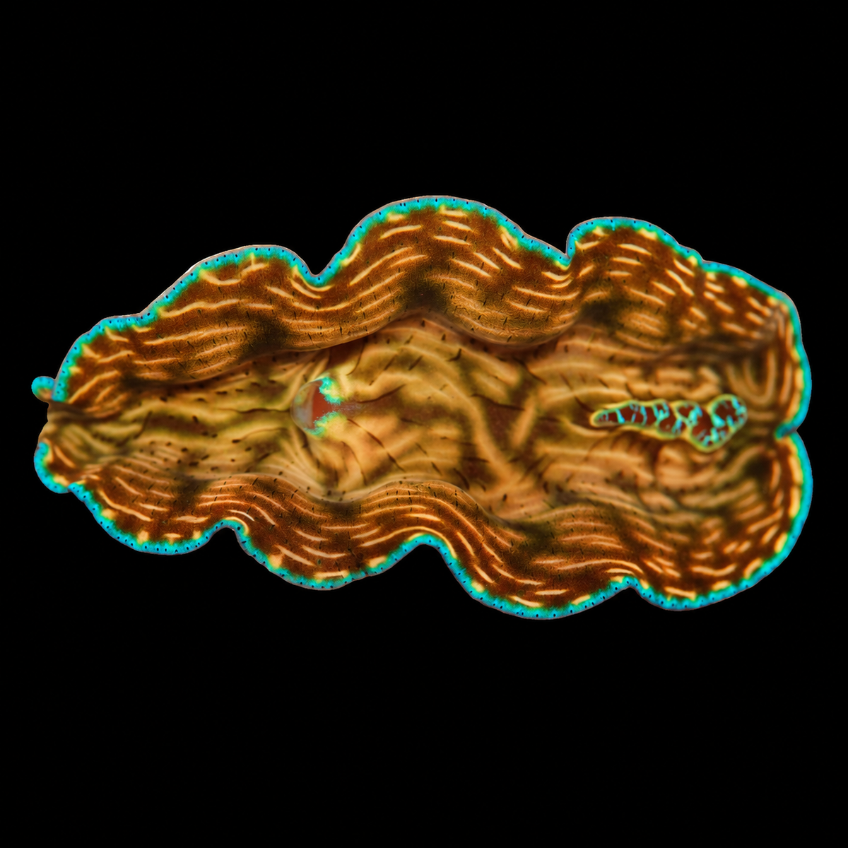 WYSIWYG Derasa Clam — 2.5 inches — Oct 10 #01 on black background