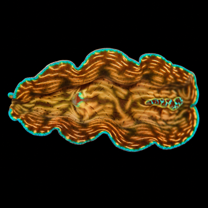 WYSIWYG Derasa Clam — 2.5 inches — Oct 10 #01 on black background
