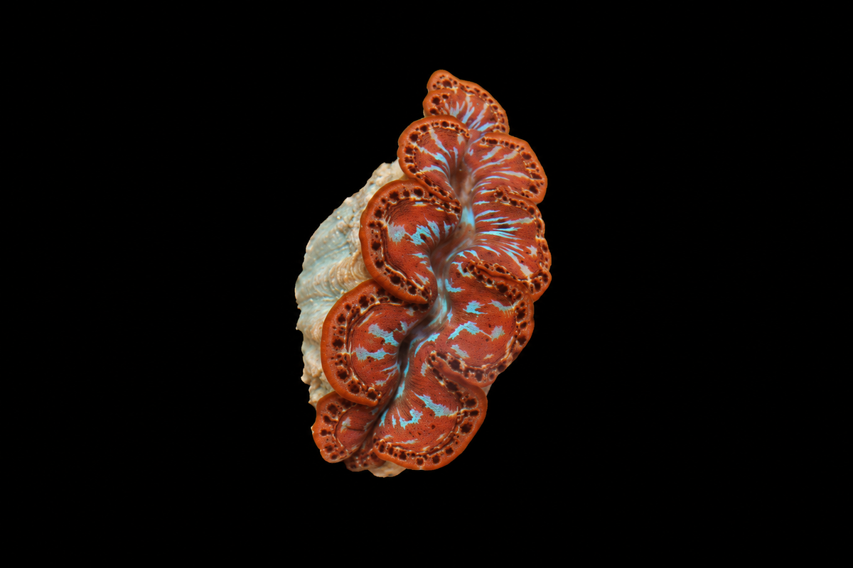 Ultra Maxima clam 2 inches