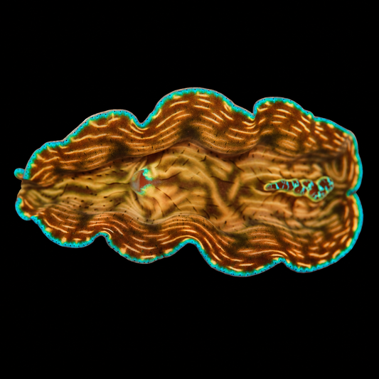 WYSIWYG Derasa Clam — 2.5 inches — Oct 10 #01 on black background
