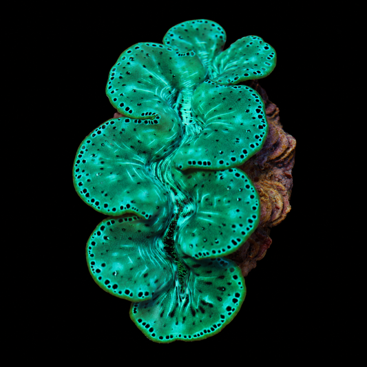 WYSIWYG Ultra Maxima Clam — 3.5 inches — Oct 10 #02 on black background