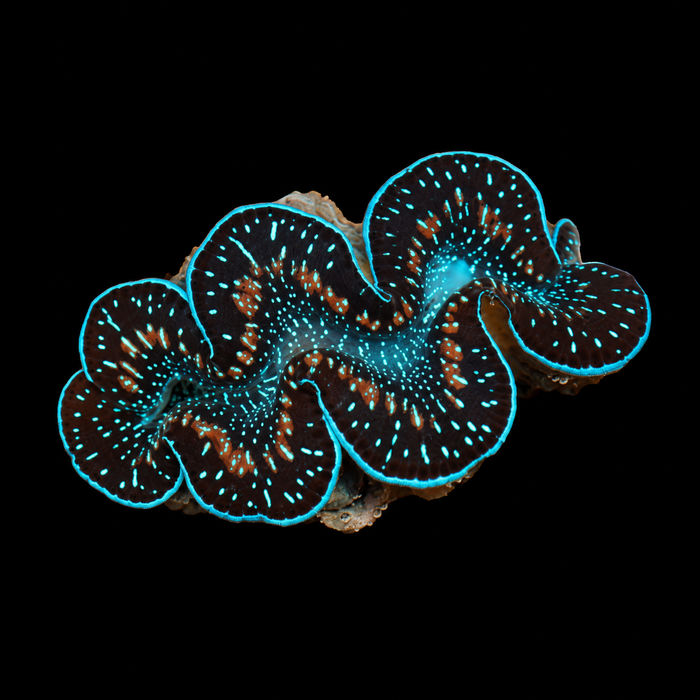 WYSIWYG Ultra Maxima Clam — 2.5 inches — Oct 10 #03 on black background