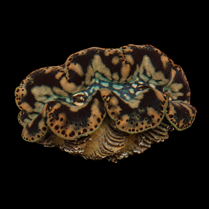 WYSIWYG Gold Maxima Clam — 2.5 inches — Oct 10 #04 on black background