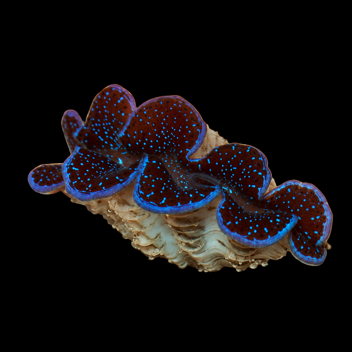 WYSIWYG Grade A Maxima Clam — 1.5 inches — Oct 10 #05 on black background