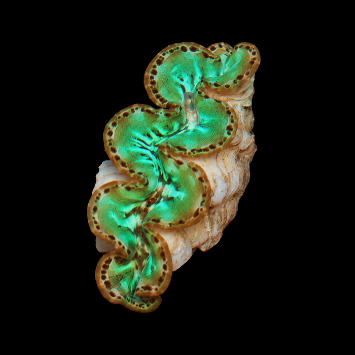 WYSIWYG Ultra Maxima Clam — 1.75 inches — Oct 10 #06 on black background