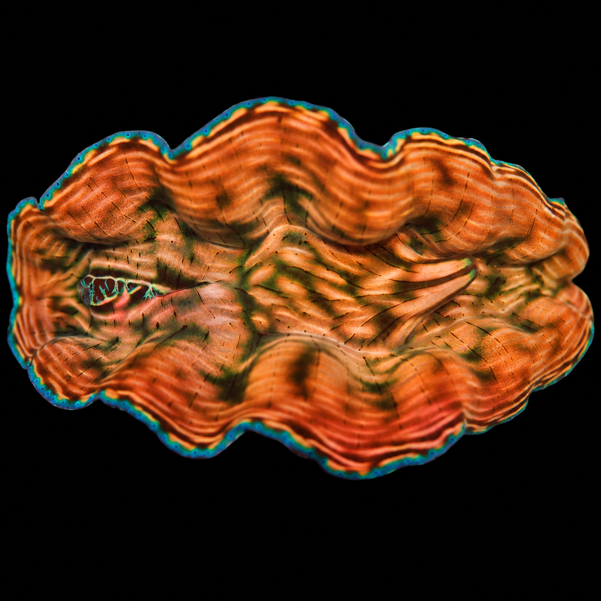 WYSIWYG Derasa Clam — 3.5 inches — Oct 10 #07 on black background