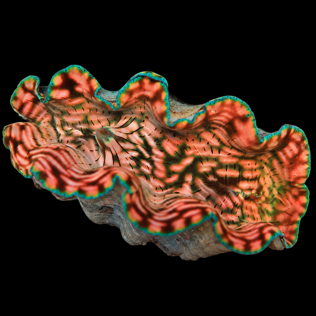 WYSIWYG Derasa Clam — 3.5 inches — Oct 10 #08 on black background
