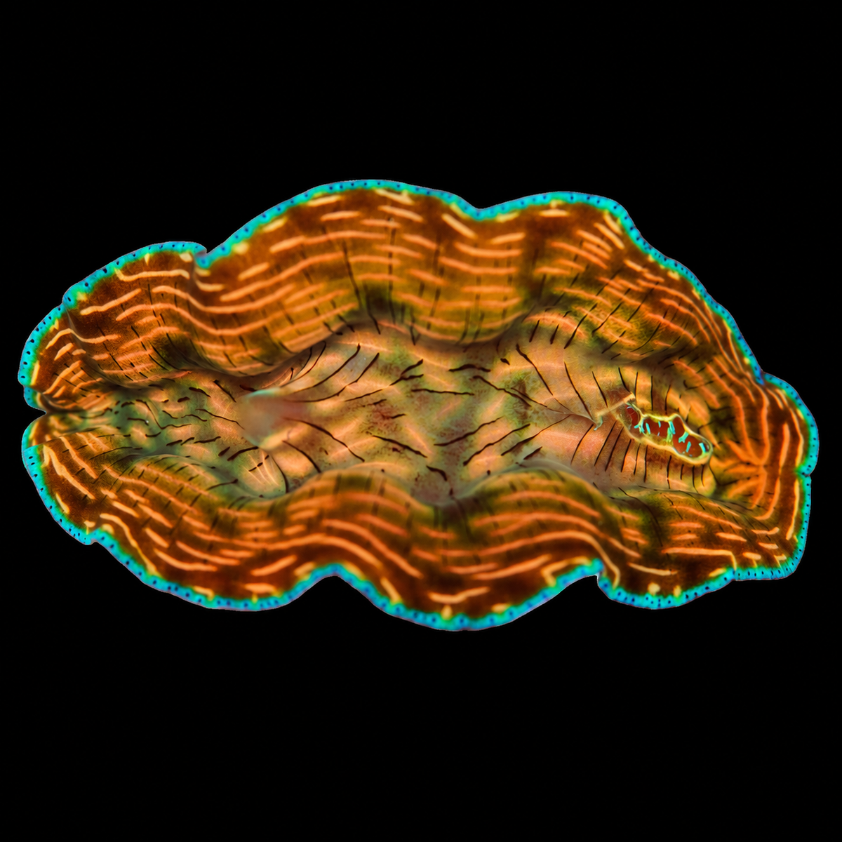 WYSIWYG Derasa Clam — 2 inches — Oct 10 #09 on black background