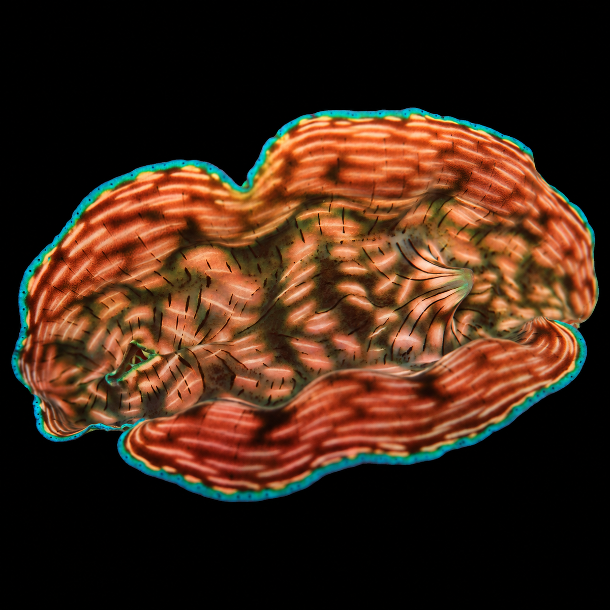 WYSIWYG Derasa Clam — 3.5 inches — Oct 10 #10 on black background
