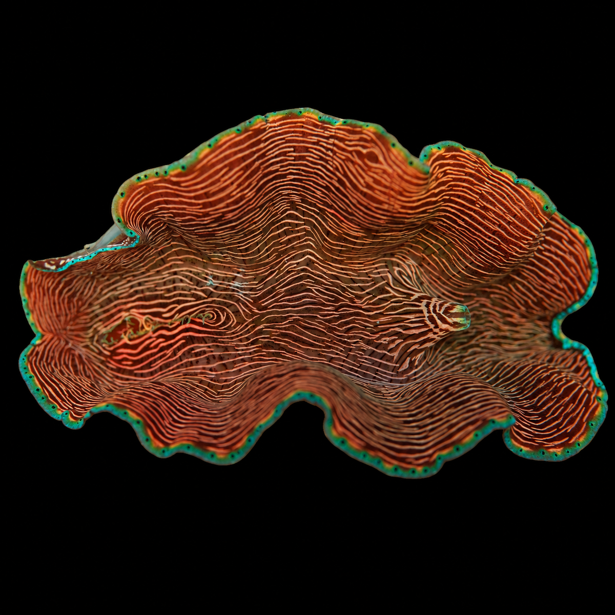 WYSIWYG Derasa Clam — 3.5 inches — Oct 10 #11 on black background