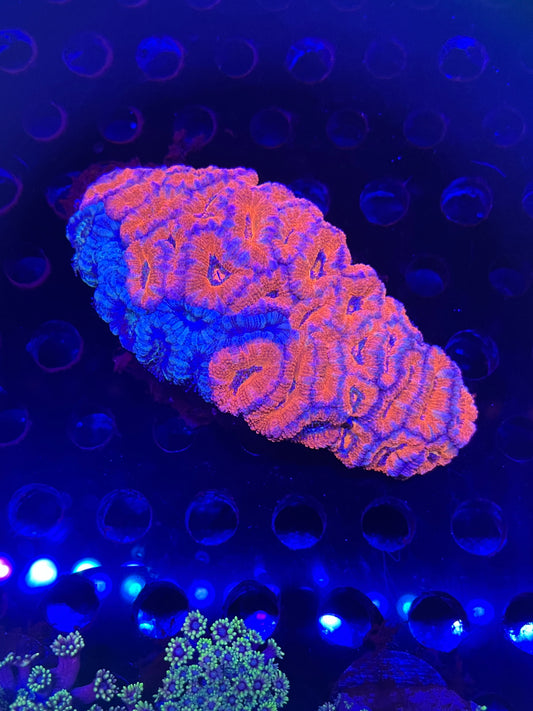 Acan Colony