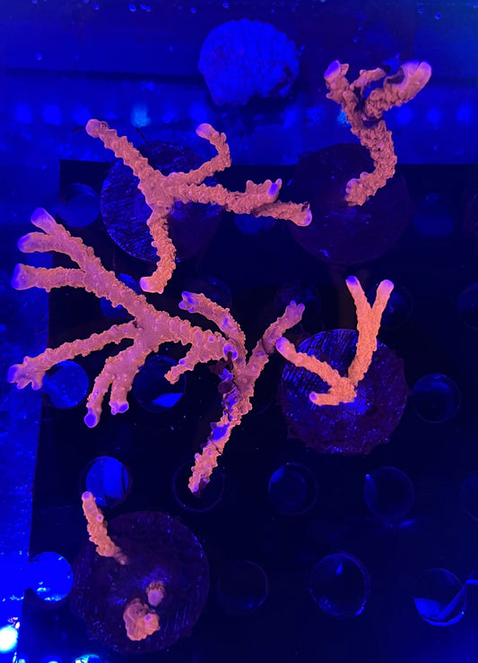 Manila Spy Branching Montipora