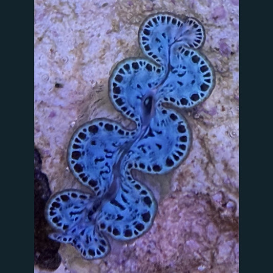 WYSIWYG Maxima Clam #02 — 2 inches