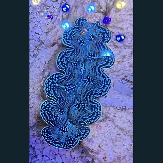 WYSIWYG Crocea Clam #03 — 2 inches