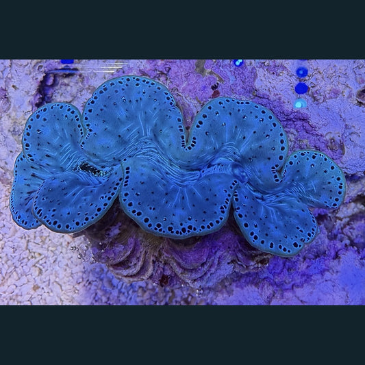 WYSIWYG Maxima Clam #04 — 3.5 inches