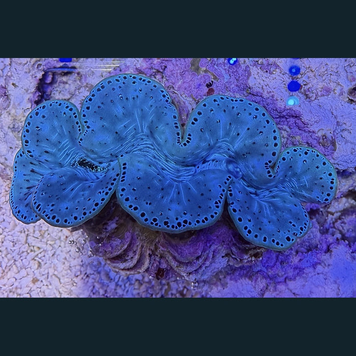 WYSIWYG Maxima Clam #04 — 3.5 inches