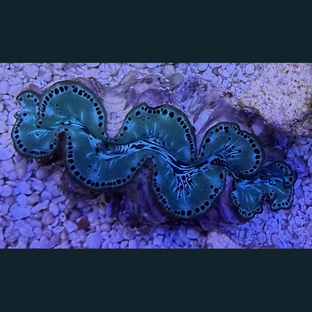 WYSIWYG Maxima Clam #05 — 2 inches