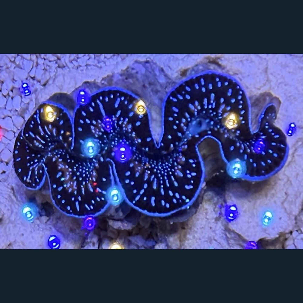 WYSIWYG Maxima Clam #06 — 2–3 inches