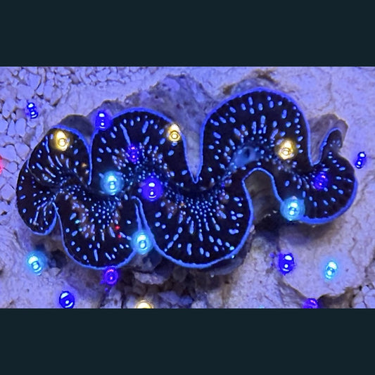 WYSIWYG Maxima Clam #06 — 2–3 inches