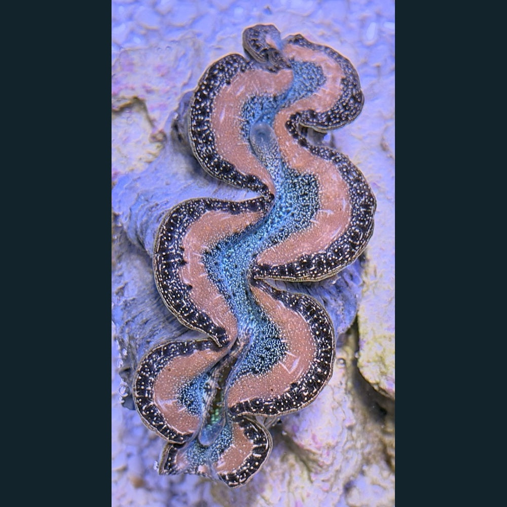 WYSIWYG Maxima Clam #07 — 2–3 inches