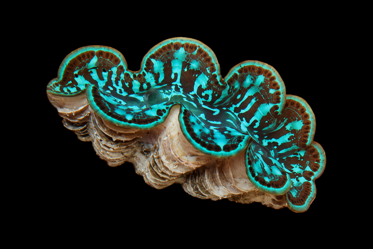 Turquoise Ultra Maxima clam 2 inches