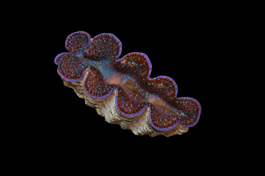 Blue Maxima clam 2 inches