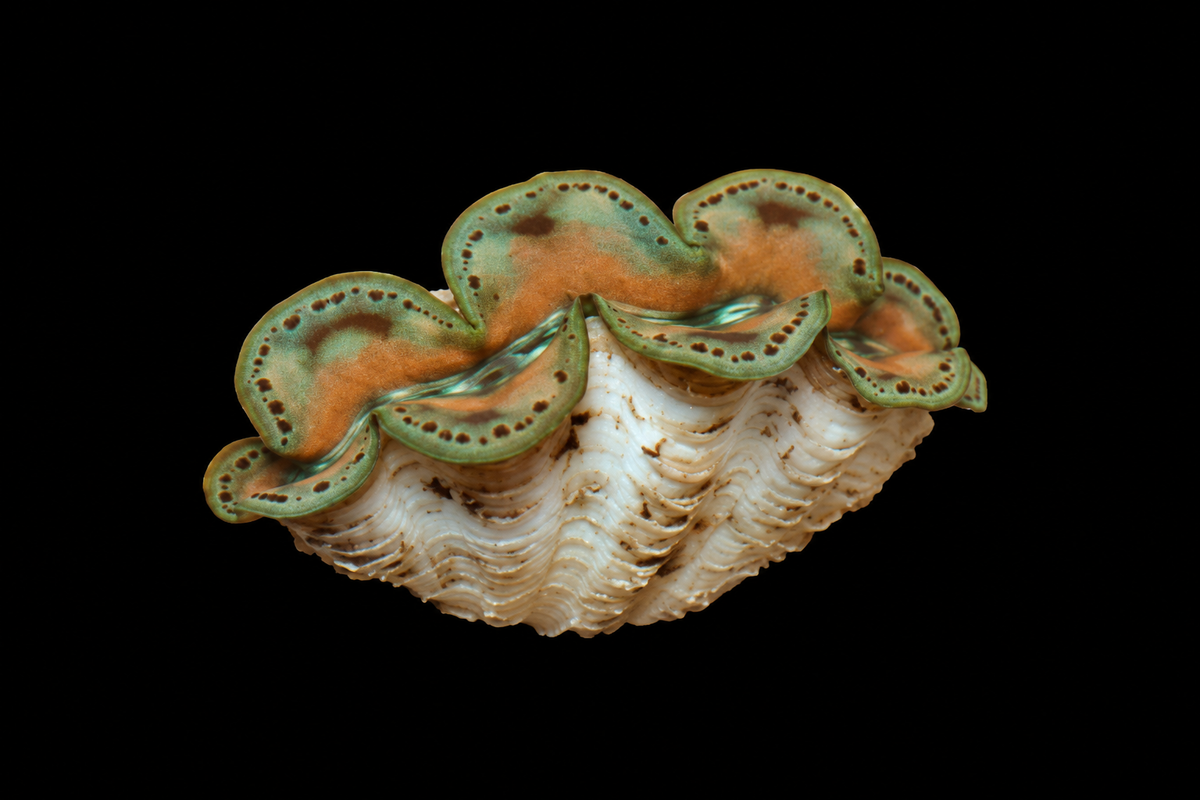 Green and Gold Ultra Maxima clam 2 inches