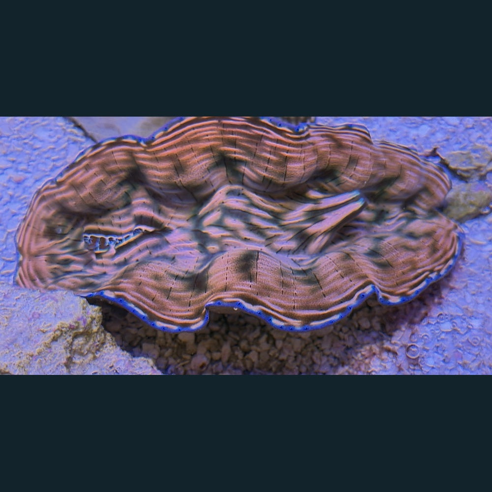 WYSIWYG Derasa Clam #01 — 3–4 inches